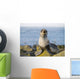 Portrait Of A Juvenile Northern Fur Seal Wall Mural