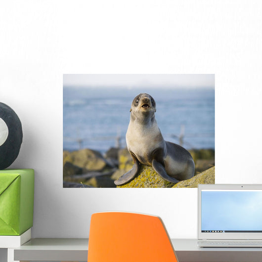 Portrait Of A Juvenile Northern Fur Seal Wall Mural