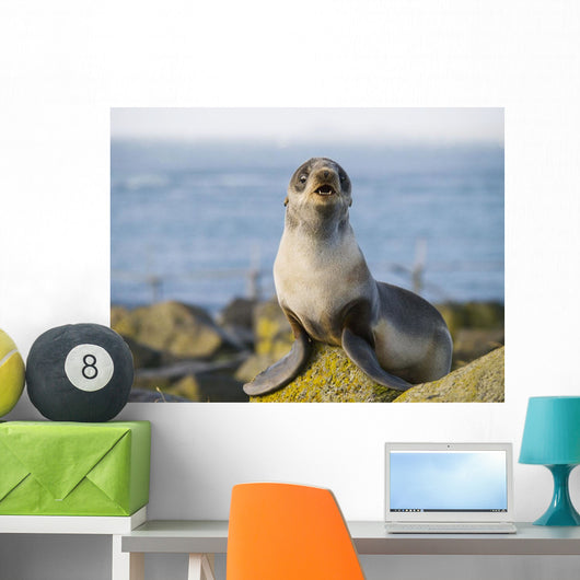 Portrait Of A Juvenile Northern Fur Seal Wall Mural