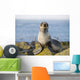 Portrait Of A Juvenile Northern Fur Seal Wall Mural