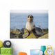 Portrait Of A Juvenile Northern Fur Seal Wall Mural