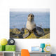 Portrait Of A Juvenile Northern Fur Seal Wall Mural