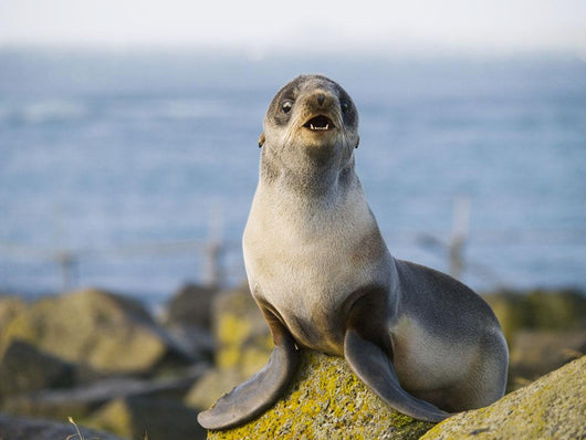 Portrait Of A Juvenile Northern Fur Seal Wall Mural