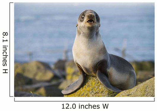 Portrait Of A Juvenile Northern Fur Seal Wall Mural