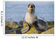 Portrait Of A Juvenile Northern Fur Seal Wall Mural