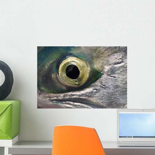Macro Of The Eye Of An Sockeye Salmon, Southwest Alaska Wall Mural
