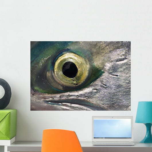 Macro Of The Eye Of An Sockeye Salmon, Southwest Alaska Wall Mural