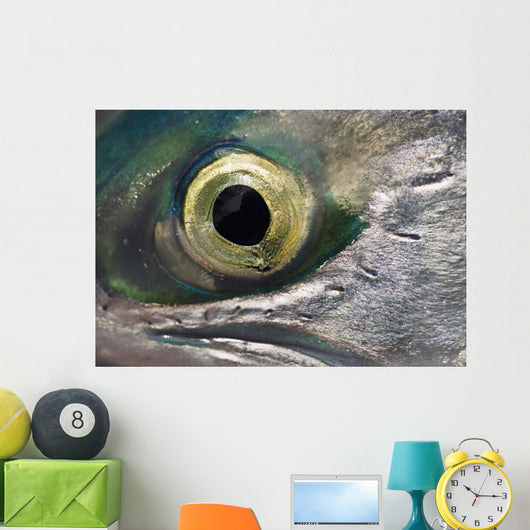 Macro Of The Eye Of An Sockeye Salmon, Southwest Alaska Wall Mural
