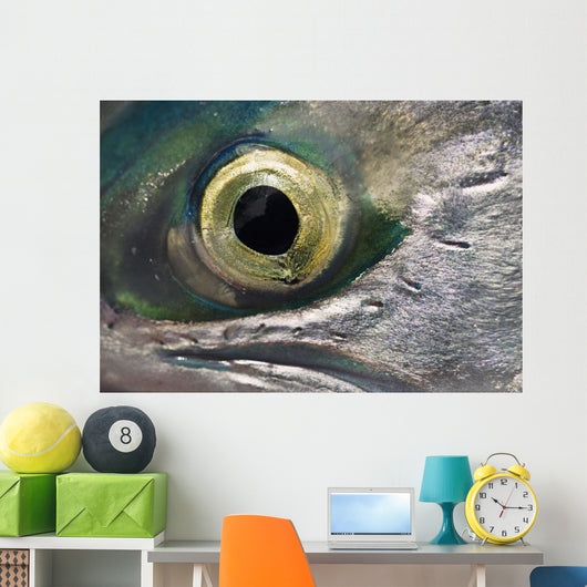 Macro Of The Eye Of An Sockeye Salmon, Southwest Alaska Wall Mural