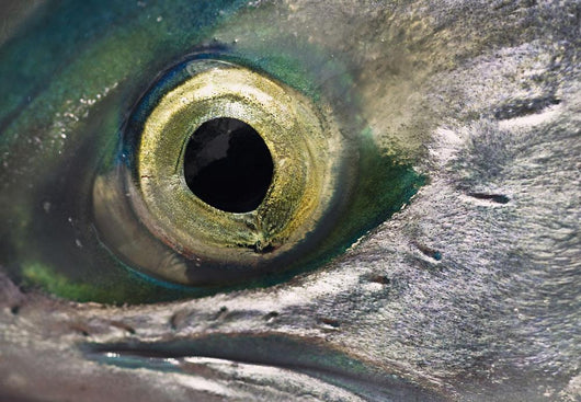 Macro Of The Eye Of An Sockeye Salmon, Southwest Alaska Wall Mural