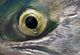 Macro Of The Eye Of An Sockeye Salmon, Southwest Alaska Wall Mural