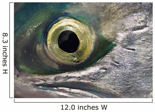 Macro Of The Eye Of An Sockeye Salmon, Southwest Alaska Wall Mural