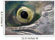 Macro Of The Eye Of An Sockeye Salmon, Southwest Alaska Wall Mural