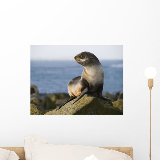 Portrait Of A Juvenile Northern Fur Seal Wall Mural