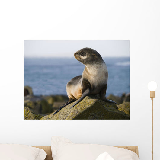 Portrait Of A Juvenile Northern Fur Seal Wall Mural