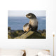 Portrait Of A Juvenile Northern Fur Seal Wall Mural