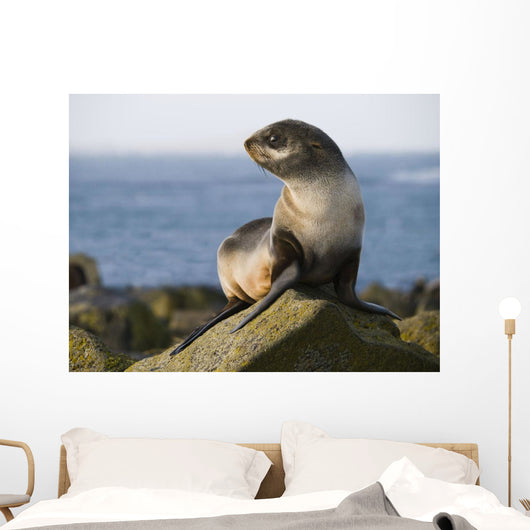 Portrait Of A Juvenile Northern Fur Seal Wall Mural