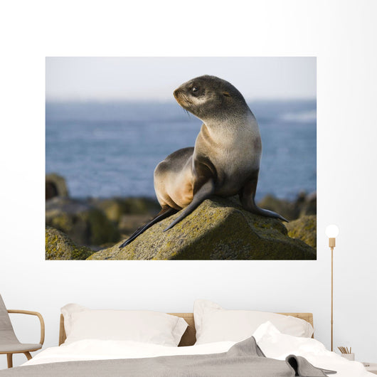 Portrait Of A Juvenile Northern Fur Seal Wall Mural