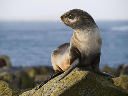 Portrait Of A Juvenile Northern Fur Seal Wall Mural