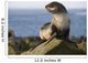 Portrait Of A Juvenile Northern Fur Seal Wall Mural