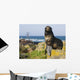 Portrait Of A Northern Fur Seal Juvenile Male Wall Mural