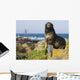 Portrait Of A Northern Fur Seal Juvenile Male Wall Mural