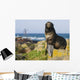 Portrait Of A Northern Fur Seal Juvenile Male Wall Mural