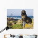 Portrait Of A Northern Fur Seal Juvenile Male Wall Mural
