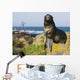 Portrait Of A Northern Fur Seal Juvenile Male Wall Mural
