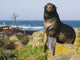 Portrait Of A Northern Fur Seal Juvenile Male Wall Mural