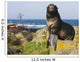 Portrait Of A Northern Fur Seal Juvenile Male Wall Mural