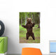 Brown Bear Standing On Hind Legs Southcentral Alaska Summer Wall Mural