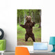 Brown Bear Standing On Hind Legs Southcentral Alaska Summer Wall Mural
