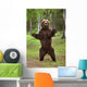 Brown Bear Standing On Hind Legs Southcentral Alaska Summer Wall Mural
