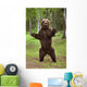 Brown Bear Standing On Hind Legs Southcentral Alaska Summer Wall Mural