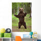 Brown Bear Standing On Hind Legs Southcentral Alaska Summer Wall Mural