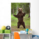 Brown Bear Standing On Hind Legs Southcentral Alaska Summer Wall Mural