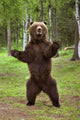 Brown Bear Standing On Hind Legs Southcentral Alaska Summer Wall Mural