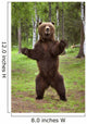 Brown Bear Standing On Hind Legs Southcentral Alaska Summer Wall Mural
