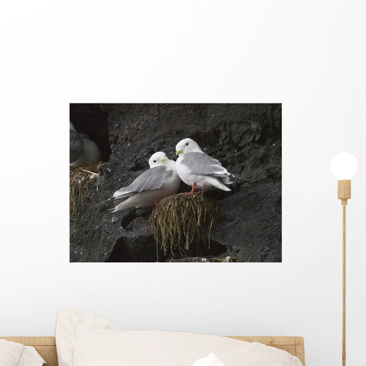 Close Up View Of Red-Legged Kittiwakes In Their Nest Wall Mural
