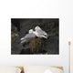 Close Up View Of Red-Legged Kittiwakes In Their Nest Wall Mural