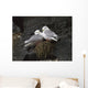 Close Up View Of Red-Legged Kittiwakes In Their Nest Wall Mural