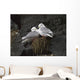 Close Up View Of Red-Legged Kittiwakes In Their Nest Wall Mural