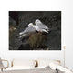 Close Up View Of Red-Legged Kittiwakes In Their Nest Wall Mural