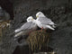 Close Up View Of Red-Legged Kittiwakes In Their Nest Wall Mural