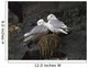 Close Up View Of Red-Legged Kittiwakes In Their Nest Wall Mural