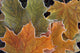 Fall Leaves With Frost Close Up Wall Mural