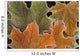 Fall Leaves With Frost Close Up Wall Mural