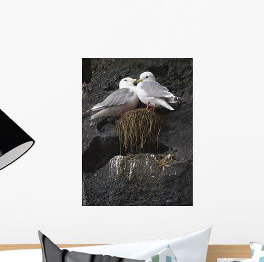 Close Up View Of Red-Legged Kittiwakes In Their Nest Wall Mural