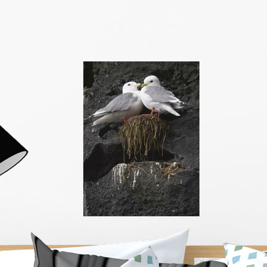 Close Up View Of Red-Legged Kittiwakes In Their Nest Wall Mural